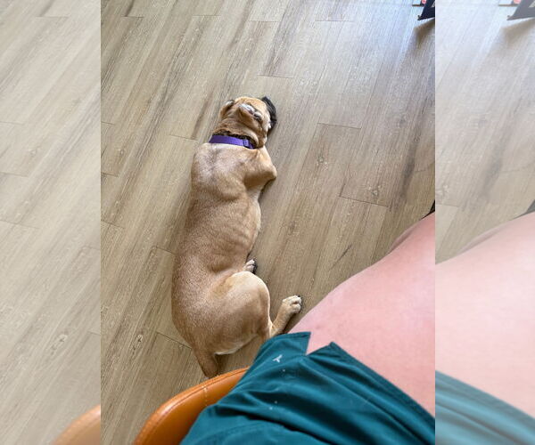 Medium Photo #2 Mutt Puppy For Sale in Goodyear, AZ, USA