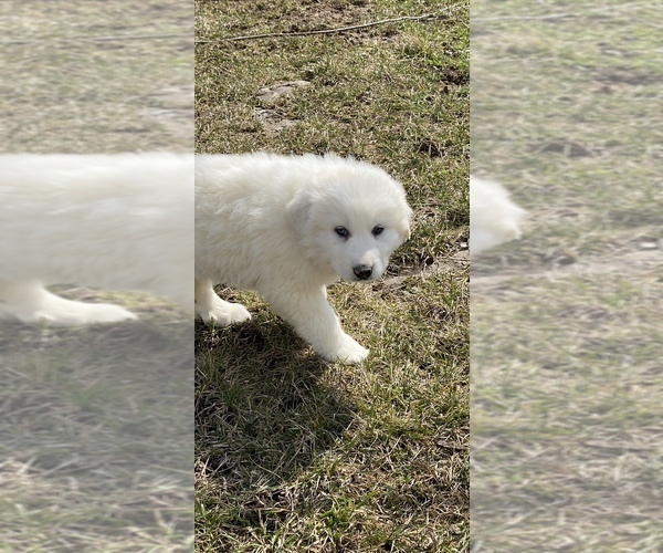 Medium Photo #4 Great Pyrenees Puppy For Sale in CANOGA, NY, USA