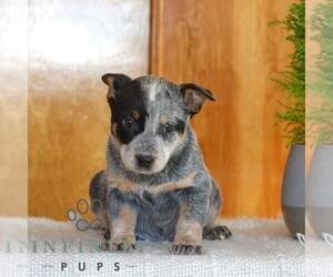 Australian Cattle Dog Puppy for sale in ATGLEN, PA, USA