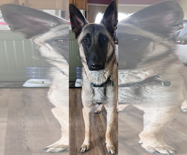 Medium Photo #2 Mutt Puppy For Sale in Stevens Point, WI, USA