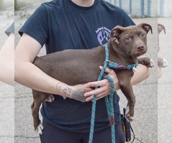 Medium Photo #5 American Staffordshire Terrier-Unknown Mix Puppy For Sale in Huntley, IL, USA