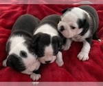 Small #4 Boston Terrier