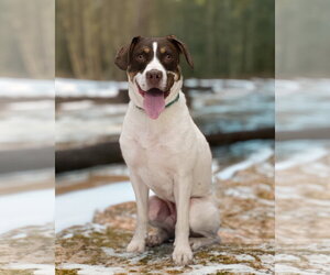 JAKE - Male Pointer-Unknown Mix Dog for Adoption - Photo #3