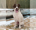 Small Photo #3 Pointer-Unknown Mix Puppy For Sale in Woodbury, NY, USA