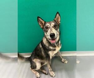 Gerberian Shepsky Dogs for adoption in Visalia, CA, USA