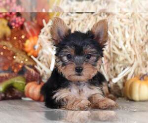 Yorkshire Terrier Puppy for sale in MOUNT VERNON, OH, USA