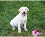 Bubbles - Female Labrador Retriever Puppy for Sale - Photo #5