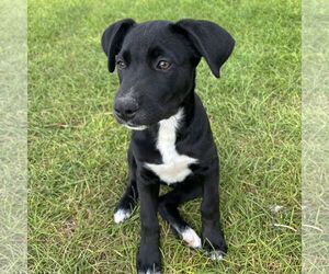 Labrador Retriever-Unknown Mix Dogs for adoption in Fargo, ND, USA
