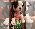 Small Photo #20 Boston Terrier Puppy For Sale in MONTVILLE, OH, USA