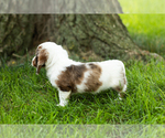 Small #2 Dachshund