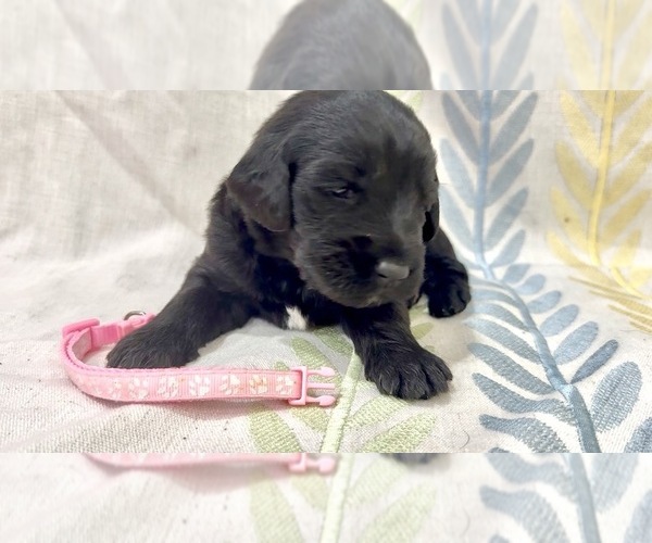 Medium Photo #8 Labradoodle Puppy For Sale in PRESCOTT VALLEY, AZ, USA