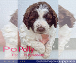Small Photo #1 Pyredoodle Puppy For Sale in GEORGETOWN, TX, USA
