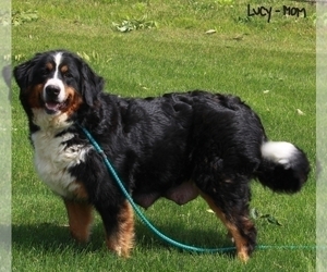 Mother of the Bernese Mountain Dog puppies born on 05/05/2022