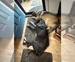 Small #3 Great Dane