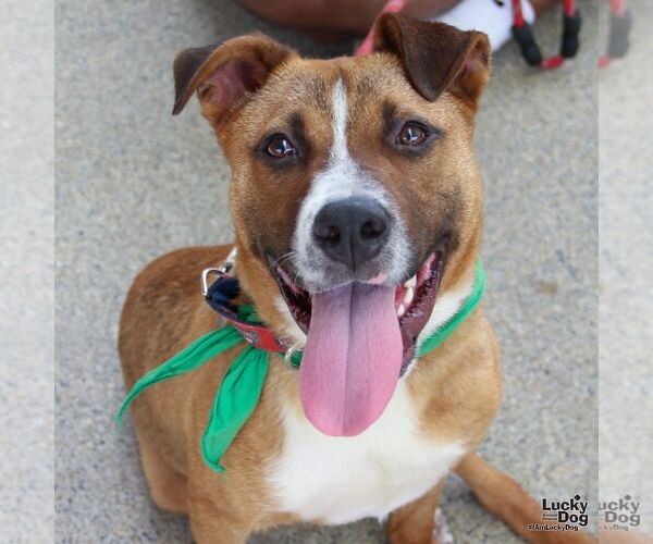 Medium Photo #7 Mutt Puppy For Sale in Washington, DC, USA