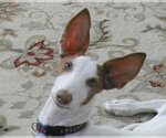Small Photo #2 Ibizan Hound Puppy For Sale in LEESBURG, FL, USA