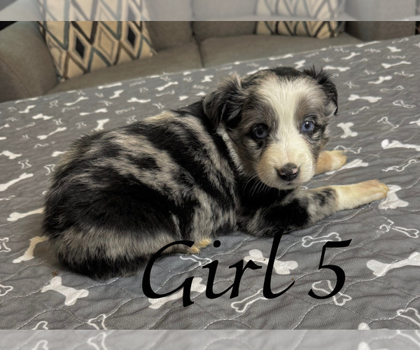 Medium Photo #128 Miniature Australian Shepherd Puppy For Sale in SALISBURY, NC, USA