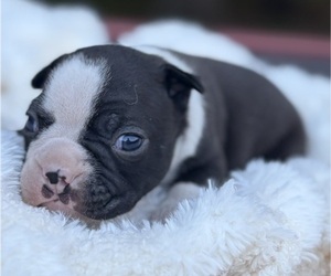 Boston Terrier Puppy for sale in HICKORY, NC, USA