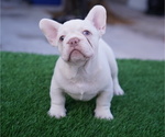 Small #1 French Bulldog