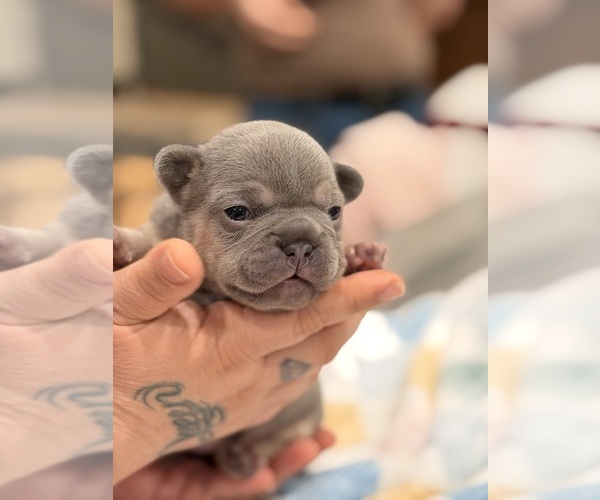 Medium Photo #1 French Bulldog Puppy For Sale in PONSFORD, MN, USA