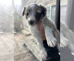 Small Photo #8 Shetland Sheepdog Puppy For Sale in REPUBLIC, MO, USA