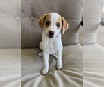 Small Photo #3 Beagle-Colonial Cocker Spaniel Mix Puppy For Sale in Fort Worth, TX, USA