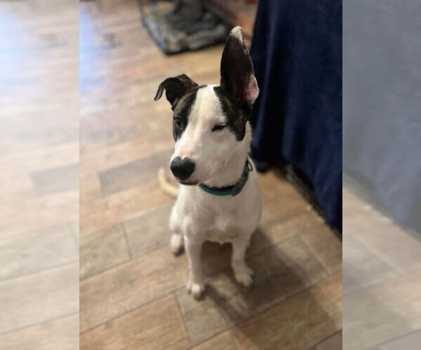 Medium Photo #8 Mutt Puppy For Sale in Royse City, TX, USA