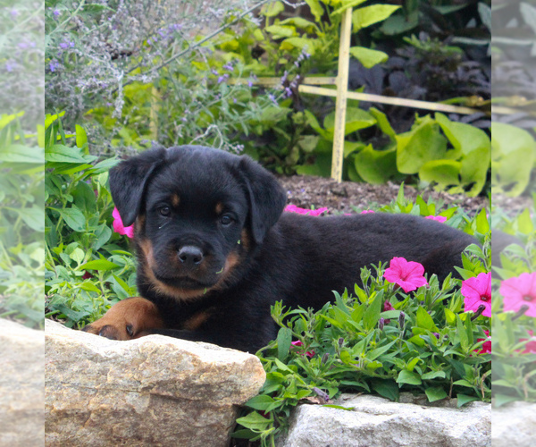 Medium Photo #2 Rottweiler Puppy For Sale in GAP, PA, USA
