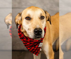 Catahoula Leopard Dog-Great Pyrenees Mix Dogs for adoption in Clinton, OK, USA