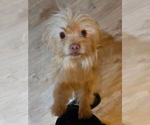 Chihuahua-Unknown Mix Dogs for adoption in New London, WI, USA