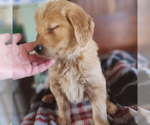 Goldendoodle Puppy for sale in BATH, NY, USA