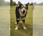 Small Australian Shepherd-German Shepherd Dog Mix