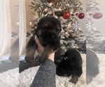 Small Photo #12 German Shepherd Dog Puppy For Sale in UTICA, NY, USA