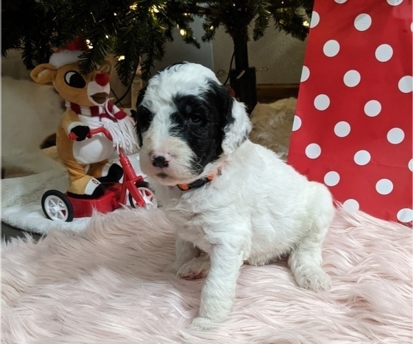 Medium Photo #7 Sheepadoodle Puppy For Sale in LITTLETON, CO, USA