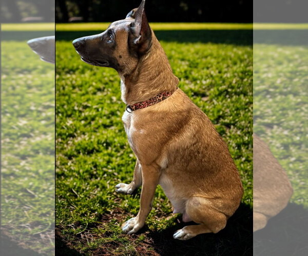 Medium Photo #1 Mutt Puppy For Sale in Stevens Point, WI, USA