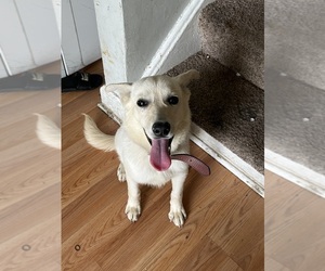 Rottweiler-Siberian Husky Mix Puppy for sale in DETROIT, MI, USA
