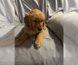 Golden Retriever Puppy for sale in SOUTH WATERFORD, ME, USA