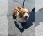 Small #2 Collie Mix