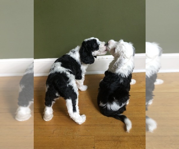 Medium Photo #5 Poodle (Toy)-Sheepadoodle Mix Puppy For Sale in PROVO, UT, USA