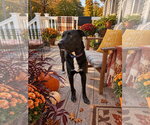 Small Photo #8 Labrador Retriever-Unknown Mix Puppy For Sale in Mount Laurel, NJ, USA