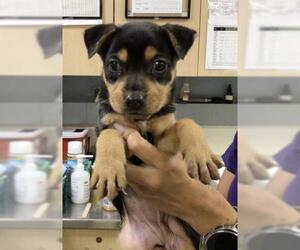 Mutt Dogs for adoption in Riverside, CA, USA