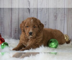 Goldendoodle (Miniature) Puppy for sale in FREDERICKSBG, OH, USA