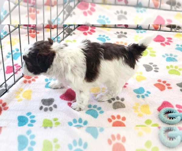 Medium Photo #7 ShihPoo Puppy For Sale in ORO VALLEY, AZ, USA