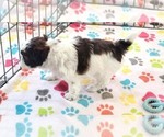 Small #6 ShihPoo