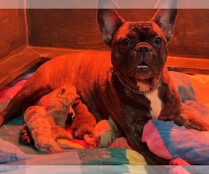 Mother of the French Bulldog puppies born on 12/12/2022