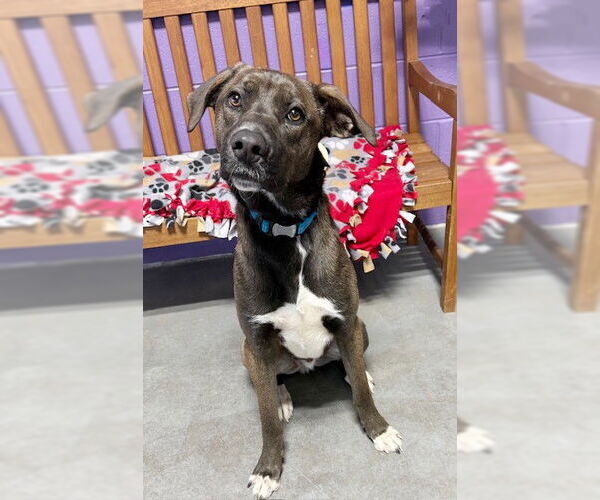Medium Photo #3 Labrador Retriever-Unknown Mix Puppy For Sale in Genesee, WI, USA