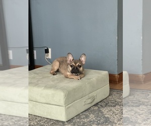 Mother of the French Bulldog-Siberian Husky Mix puppies born on 02/04/2026