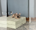 Small Photo #1 French Bulldog-Siberian Husky Mix Puppy For Sale in MILWAUKEE, WI, USA
