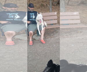 Blossom - Female Siberian Husky Dog for Adoption - Photo #8
