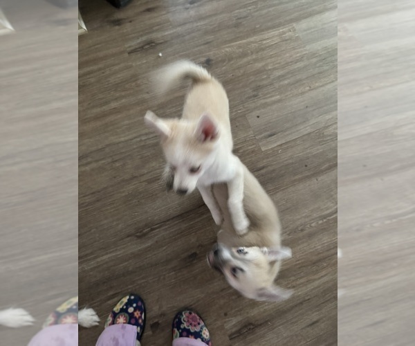 Medium Photo #206 Pomsky Puppy For Sale in LOVELAND, CO, USA